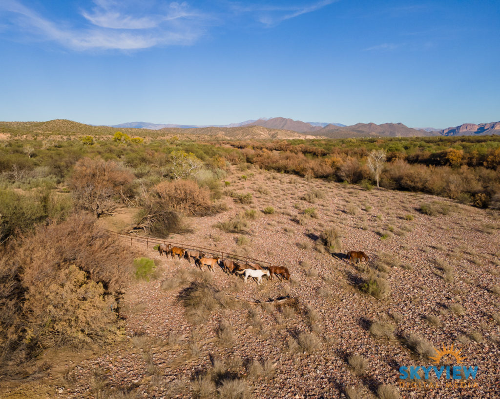 2022-1-7-WILD HORSES TO THE RIVER_1200px
