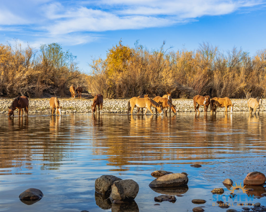 2022_01_WILD_HORSES_DRINKING_RIVER_1200px
