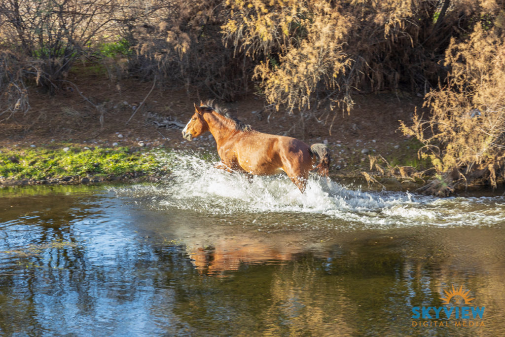2022_01_WILD_HORSES_PLAYING_RIVER_1200px.jpg