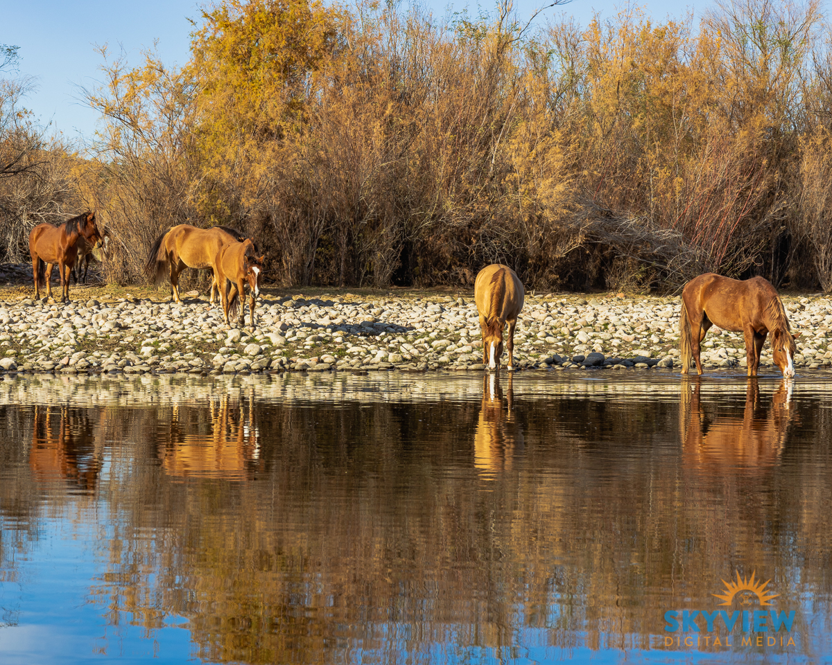 2022_01_WILD_HORSES_RIVER_REFLECTION_1200px